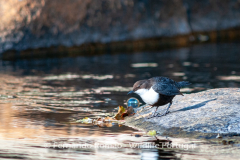 Dipper (Cinclus cinclus)