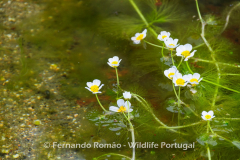 Pond water-crowfoot (Ranunculus peltatus)