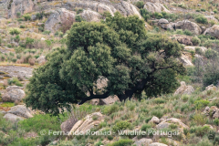 Cork Oak (Quercus suber)