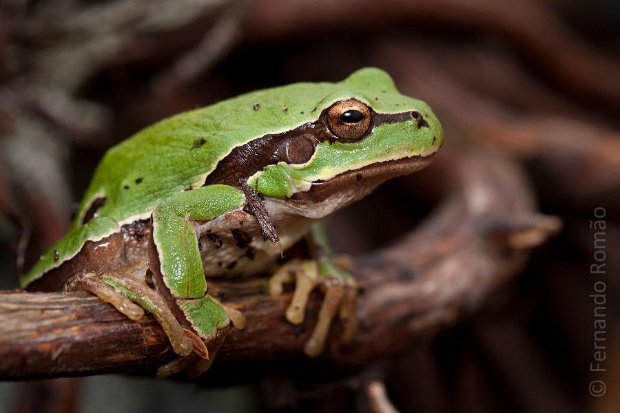 Common Tree Frog (Hyla molleri)