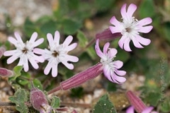 Silene foetida foetida