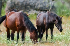 Garrano horses at Faia Brava Reserve