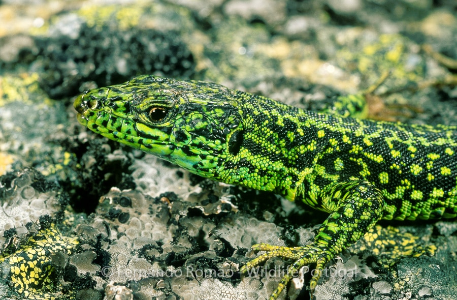 Iberian Rock Lizard (Iberolacerta monticola)