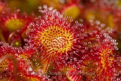 Common Sundew (Drosera rotundifolia)