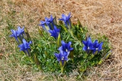 Marsh Gentian (Gentiana pneumonanthe)