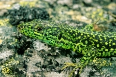 Iberian Rock Lizard (Iberolacerta monticola)