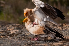 Egyptian Vulture (Neophron percnopterus)