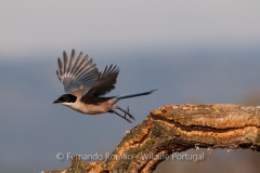 Iberian Magpie (Cyanopica cooki)