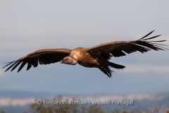 Eurasian Griffon Vulture (Gyps fulvus)