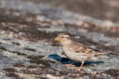 Rock Sparrow (Petronia petronia)