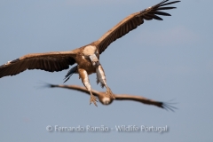 Eurasian Griffon Vulture (Gyps fulvus)