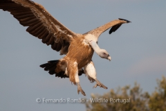 Eurasian Griffon Vulture (Gyps fulvus)