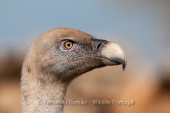 Eurasian Griffon Vulture (Gyps fulvus)