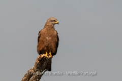 Black Kite (Milvus migrans)