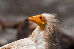 Egyptian Vulture (Neophron percnopterus)