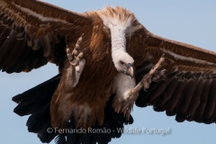 Eurasian Griffon Vulture (Gyps fulvus)