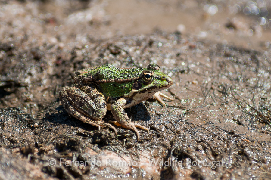 Green Frog (Pelophylax perezi)