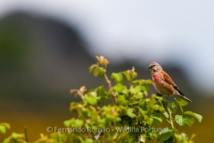 Linnet (Linaria cannabina)