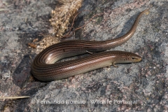 Three-toed Skink (Chalcides striatus)