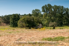 Meadow and forest at Malcata Natural Reserve