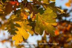 Pyrenean Oak (Quercus pyrenaica)