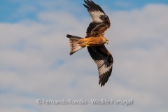 Red Kite (Milvus milvus)