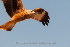 Red Kite (Milvus milvus)