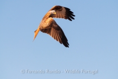 Red Kite (Milvus milvus)