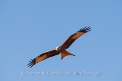 Red Kite (Milvus milvus)