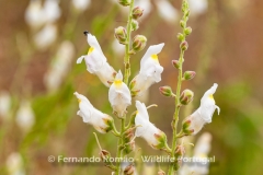 Antirrhinum graniticum