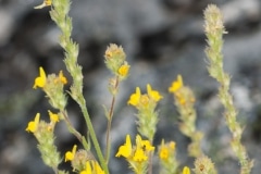 Linaria saxatilis