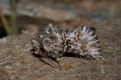 Cleonymia baetica