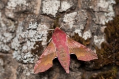 Deilephila porcellus