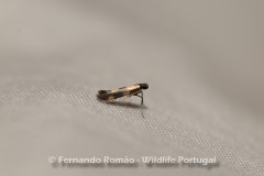 Eucalybites aurogutella