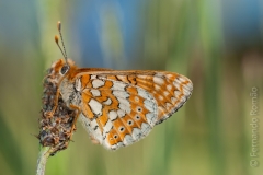 Marsh Fritillary (Euphydryas aurinia)