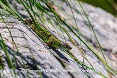 Schreiber's Green Lizard (Lacerta schreiberi)