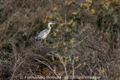 Grey Heron (Ardea cinerea)