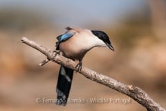 Iberian Magpie (Cyanopica cooki)