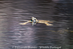 Mediterranean Pond Turtle (Mauremys leprosa)