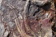 Cruziana ichnofossil