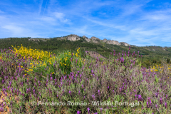 Spring landscape