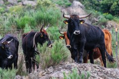 Taurus
