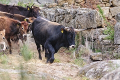 Taurus