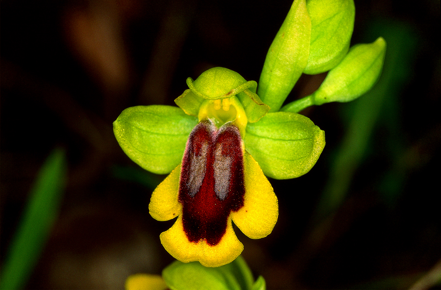 Orchid (Ophrys lutea)