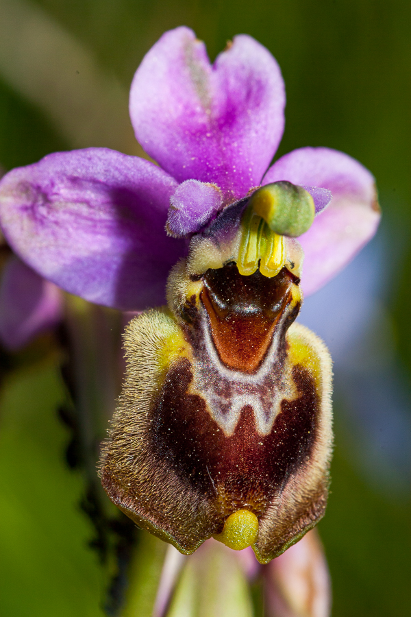 Orchid (Ophrys tenthredinifera)