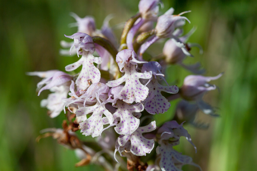 Orchid (Orchis conica)