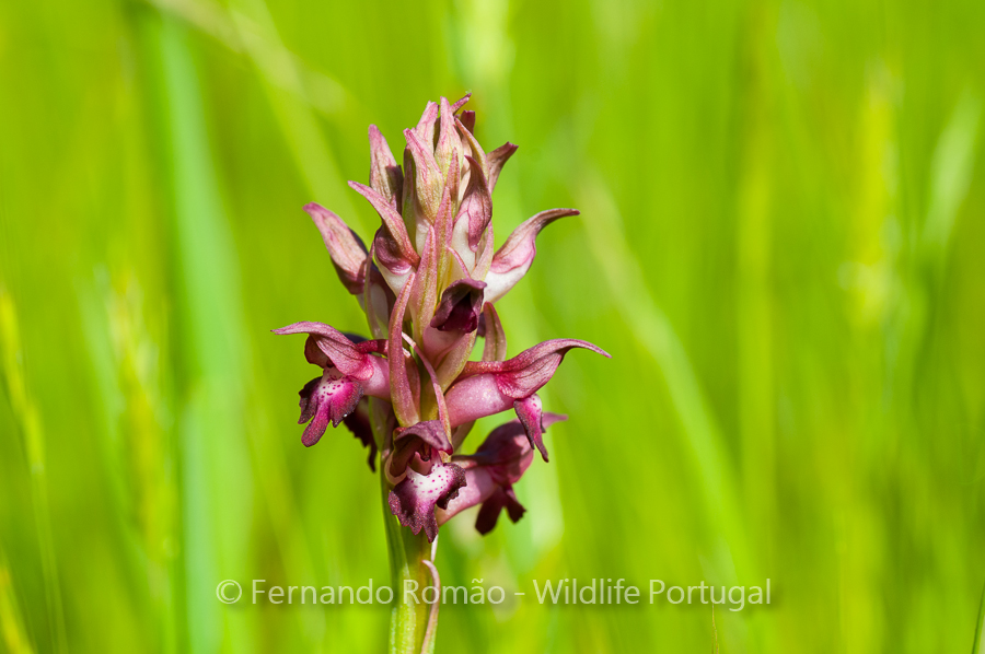 Orchid (Orchis coriophora)