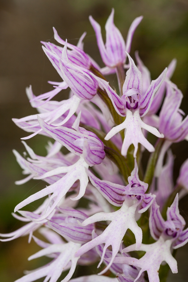 Orchid (Orchis italica)