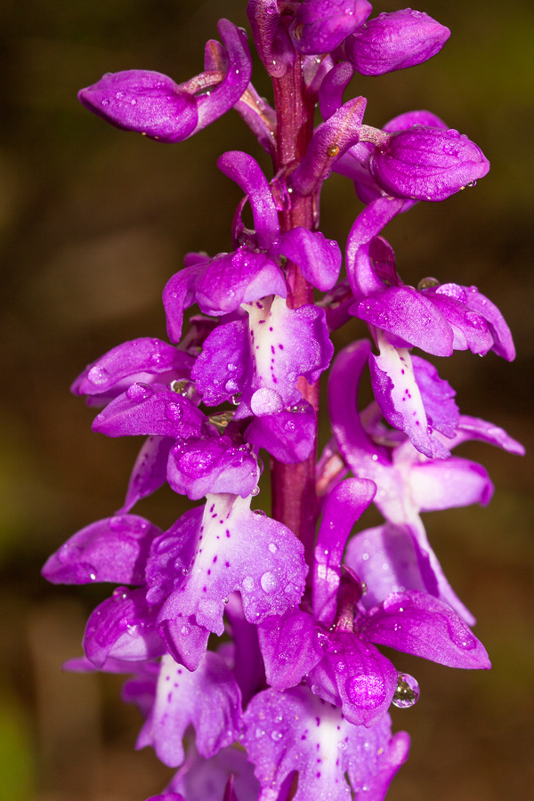 Orchid (Orchis mascula)