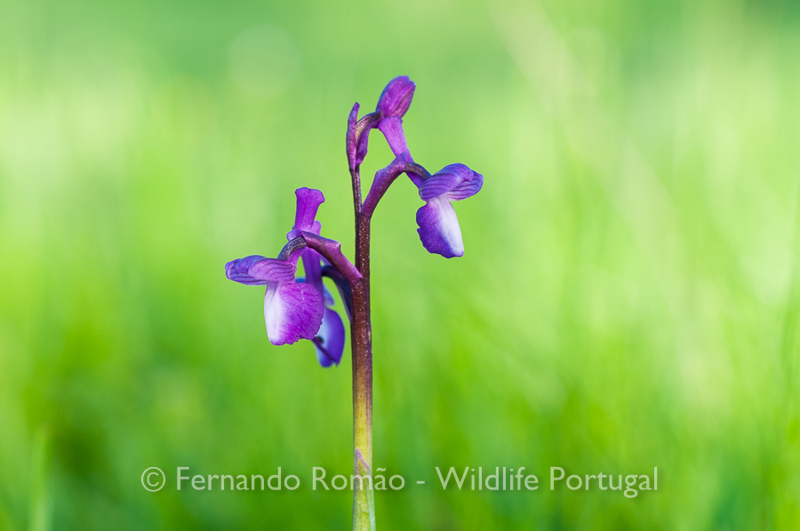 Orchid (Orchis morio)